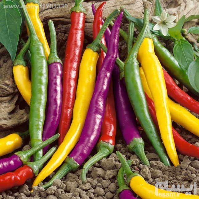 بذر فلفل هفت رنگ گلدانی